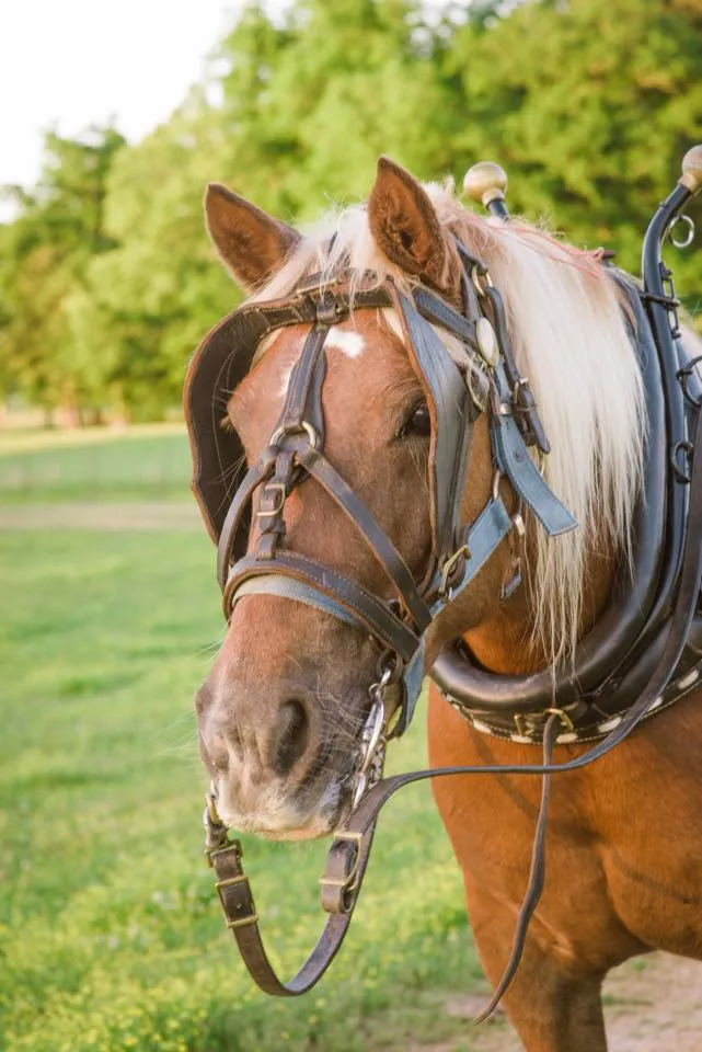 Close-up of horse with halter