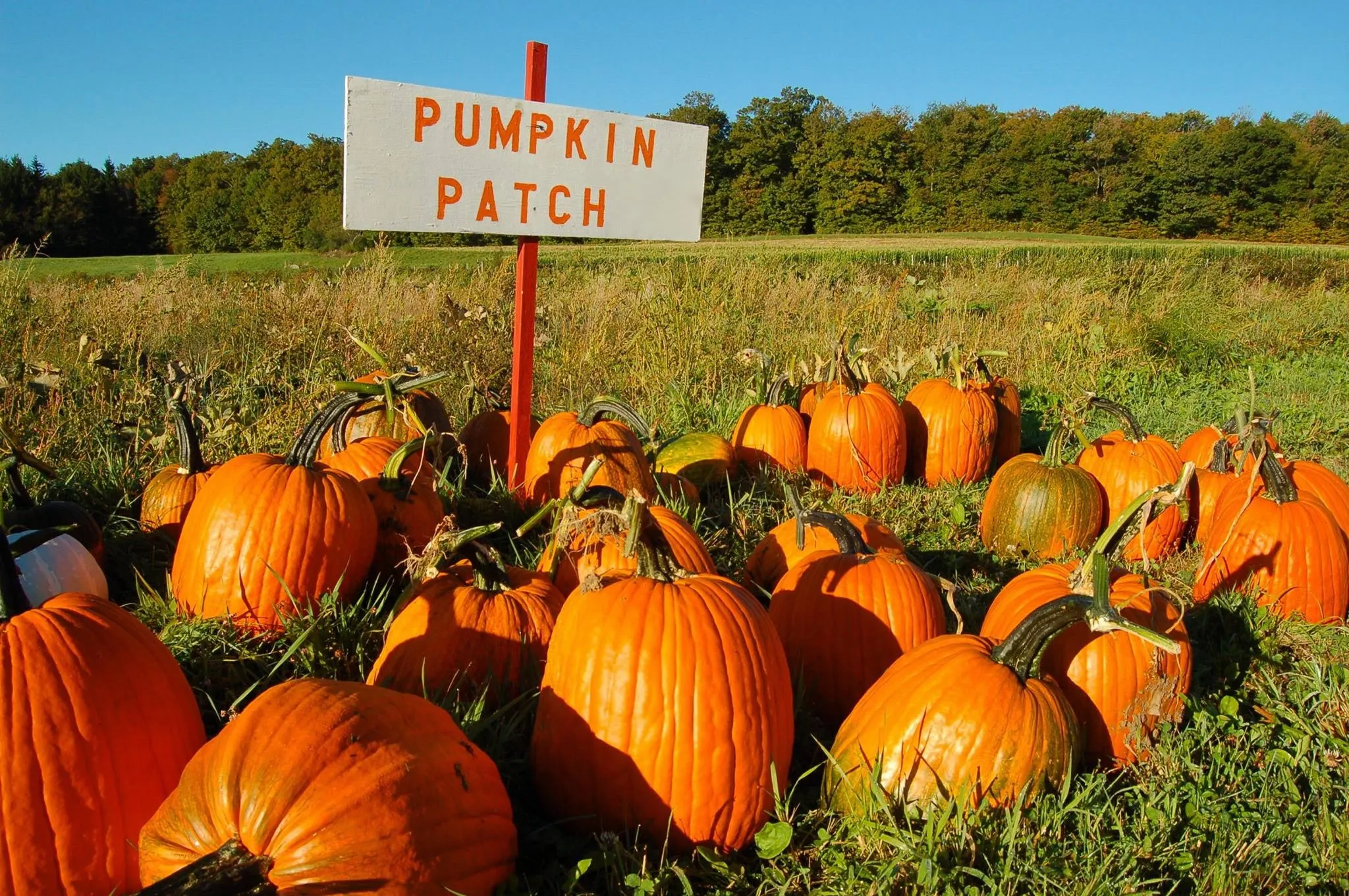 Family fun at our pumpkin patch